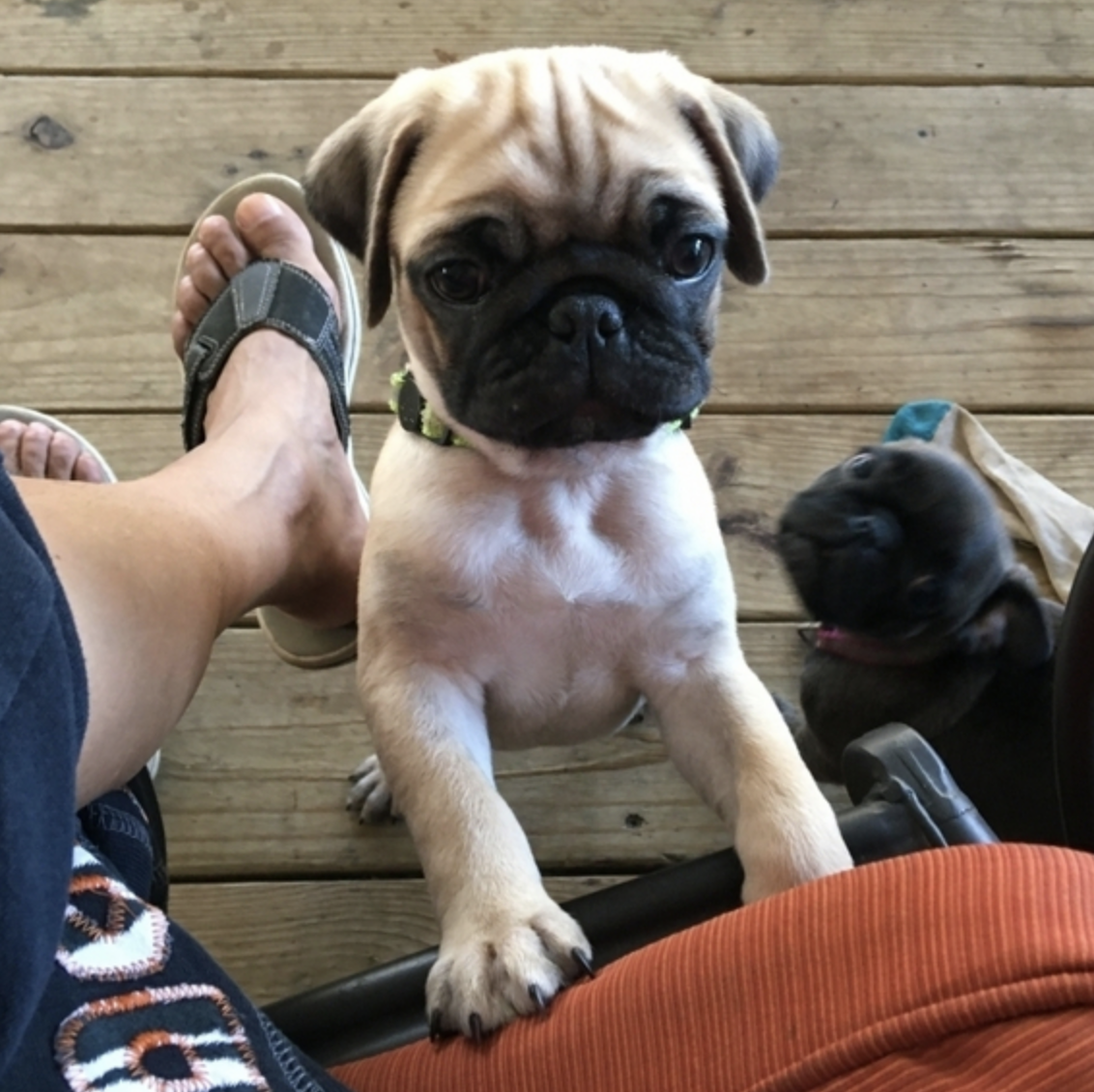 comprar cachorros sanos, baratos y asequibles para la venta